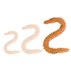 double gode scolop l 60 x 5cm orange
