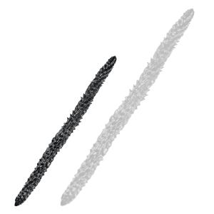 double gode silur 60 x 4cm