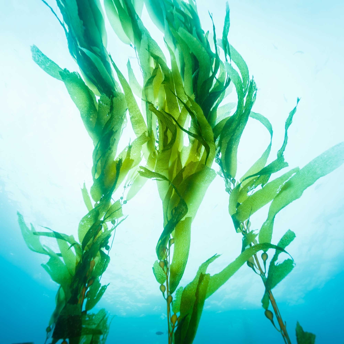 gel de massage nuru mixgliss algues 150ml 1