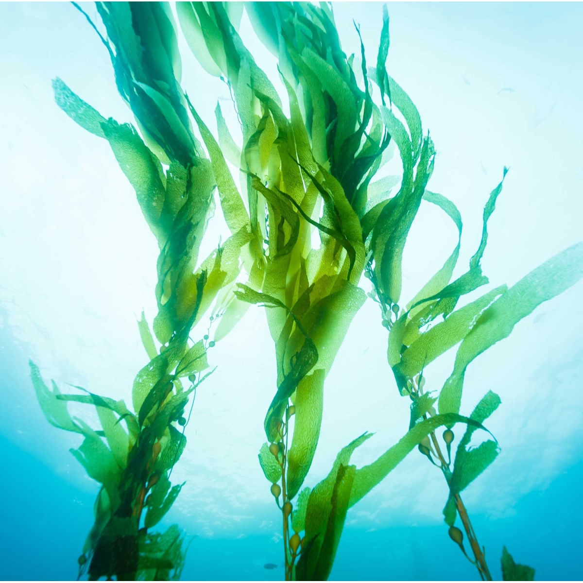 gel de massage nuru mixgliss algues 250ml 1