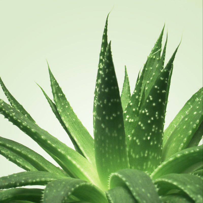 gel de massage nuru mixgliss aloe vera 150ml 1