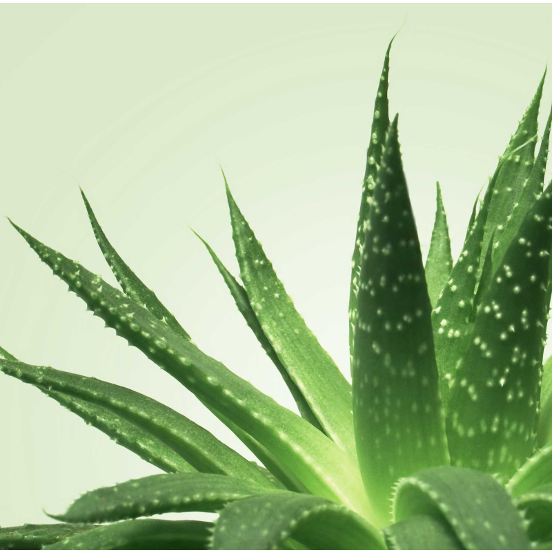 gel de massage nuru mixgliss aloe vera 250ml 1