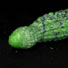 gode-puruk-18-x-6-cm-vert gode puruk 18 x 6 cm vert 2