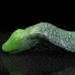 gode snuk 16 x 55 cm vert 1