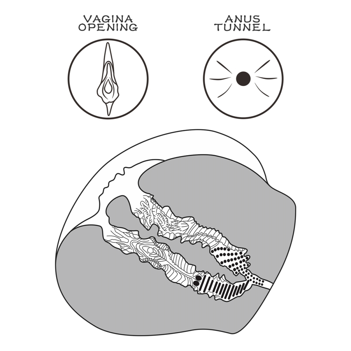 masturbateur pussy streetgirl n12 vagin anus 2